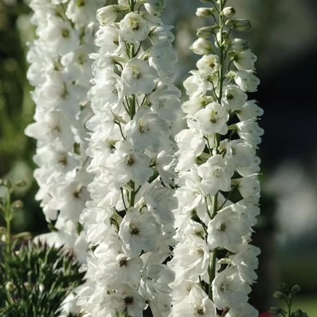 Delphinium White la Ghiveci