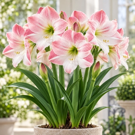 Bulbi de Amaryllis - Hippeastrum Apple Blossom