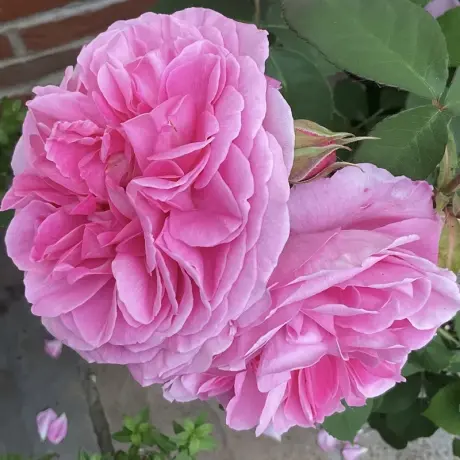 Trandafir de Dulceata Des Peintres – Anul 4 – Radacina Impachetata