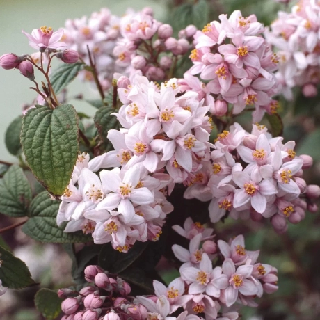 Deutzia - Tourbillon Rouge cu Radacina Impachetata