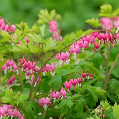 Cerceii Doamnei - Dicentra Spectabilis Pink la Ghiveci
