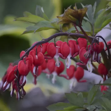 Cerceii Doamnei - Dicentra Spectabilis Red la Ghiveci