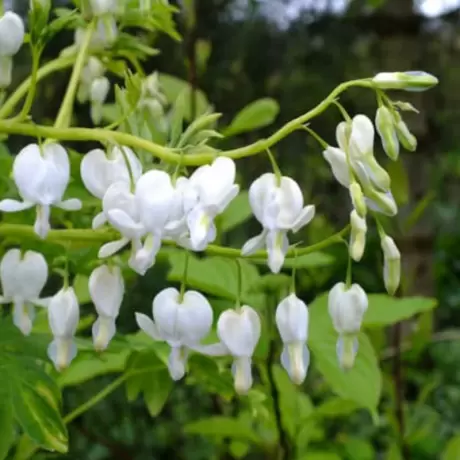 Cerceii Doamnei - Dicentra Spectabilis White la Ghiveci