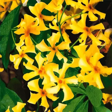 Dipladenia Galbena la Ghiveci