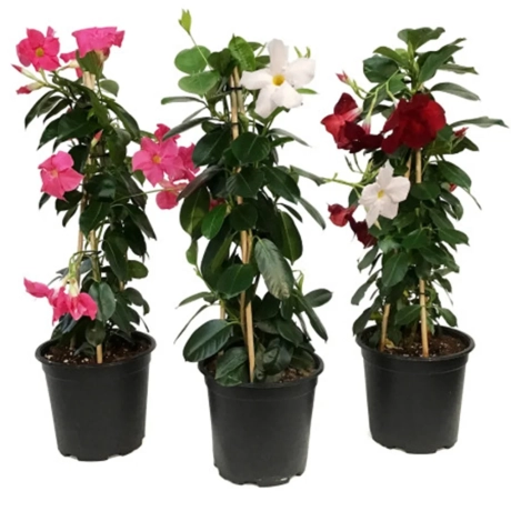 Pachet PROMO Dipladenia