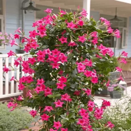 Dipladenia Pink la Ghiveci