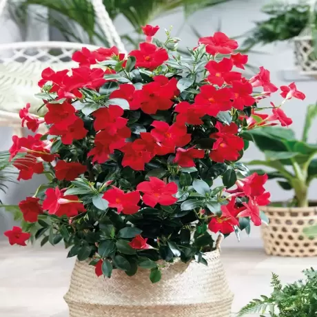 Dipladenia Red la Ghiveci