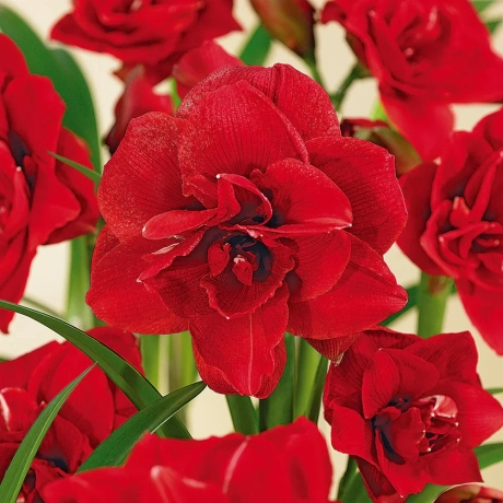 Bulbi de Amaryllis - Hippeastrum Double Dragon