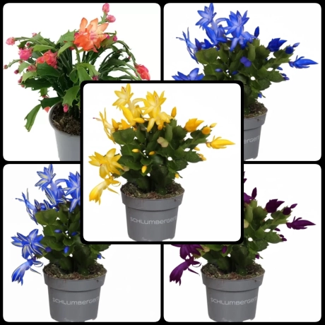 Craciunel Mix 5 Culori - Schlumbergera Truncata la Ghiveci