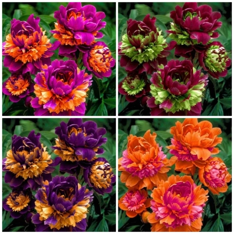 Pachet PROMO - Mixt Bujor