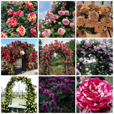 Pachet PROMO 9 Trandafiri Urcatori - Anul 4 - Radacina Ambalata