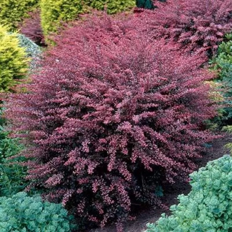 Dracila - Berberis Japoneza Carmen la Ghiveci