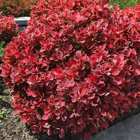 Dracila - Berberis Japoneza Coral la Ghiveci
