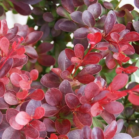 Spiraea - Cununiță Japonica Darts Red
