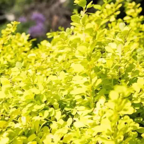 Dracila - Berberis Japoneza Goldalita la Ghiveci