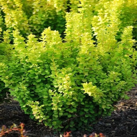 Dracila - Berberis Japoneza Green la Ghiveci