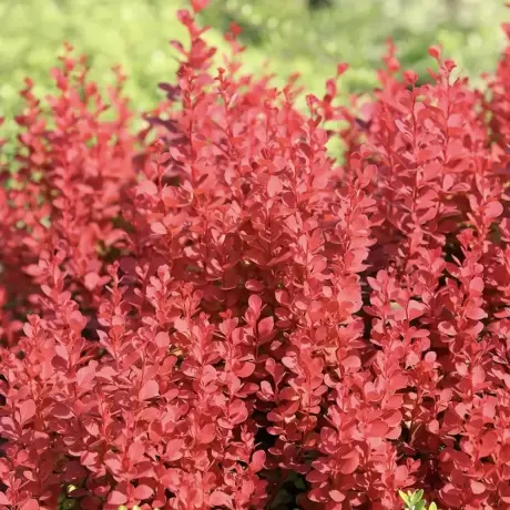 Dracila - Berberis Orange Rocket la Ghiveci