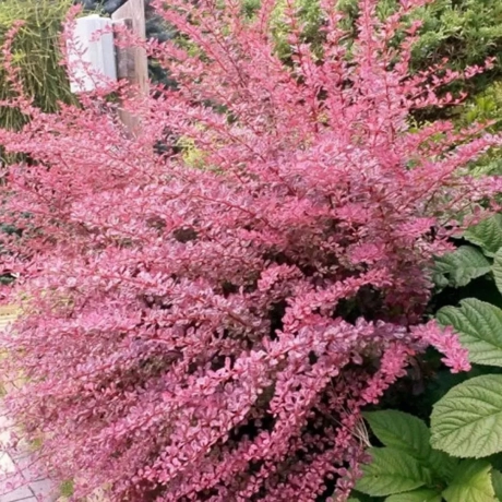 Dracila - Berberis Pink Queen Vandeputte la Ghiveci