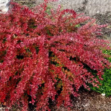 Dracila - Berberis Japoneza Red Carpet la Ghiveci