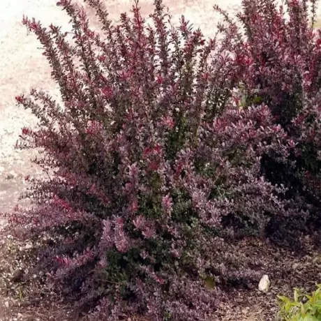 Dracila - Berberis Japoneza Red Chief la Ghiveci