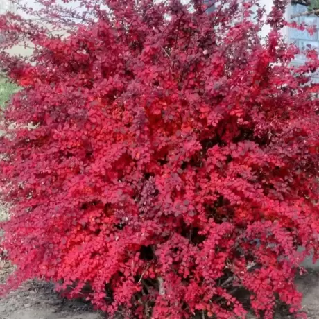 Dracila - Berberis Red Compact la Ghiveci