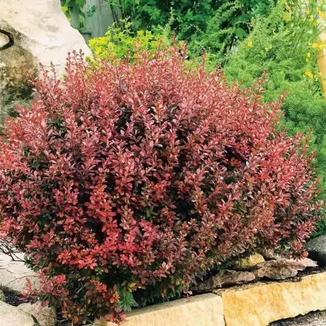 Dracila - Berberis Red Jewel la Ghiveci