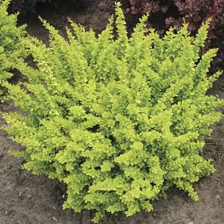 Dracila - Berberis Japoneza Sunsation la Ghiveci