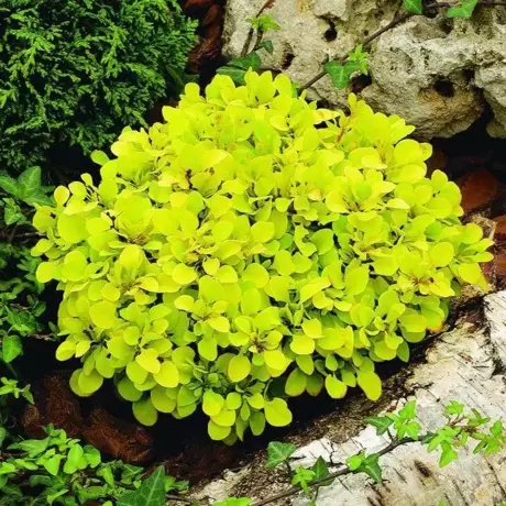 Dracila - Berberis Japoneza Tiny Gold la Ghiveci