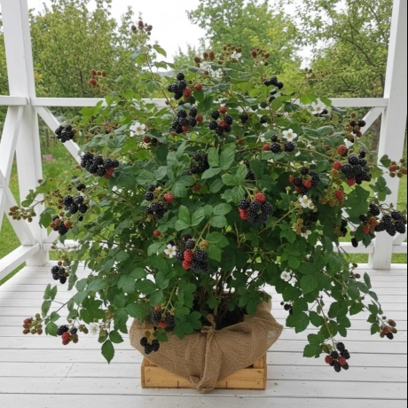 Arbust Fructifer - Mur Thornfree Tufa - Cu Radacina Impachetata