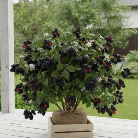 Arbust Fructifer - Mur Tufa - Black Satin - Cu Radacina Impachetata