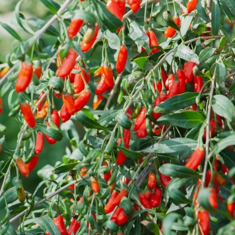 Arbust Fructifer - Goji Lycium Barbarum Tufa - Cu Radacina Impachetata