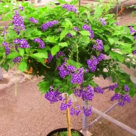 Duranta Erecta - Saphir la Ghiveci