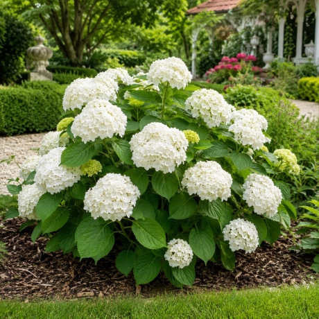 Hortensia Machrophylla White la Ghiveci