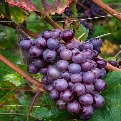 Vita de vie Swenson Red la Ghiveci
