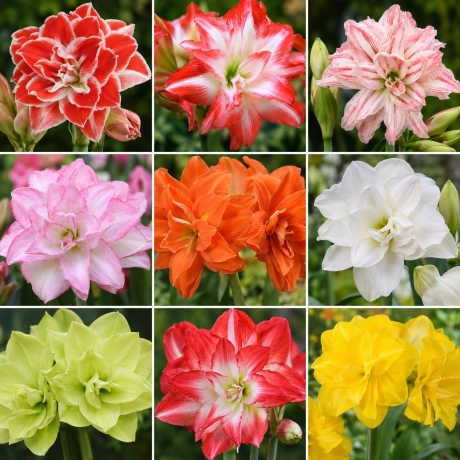 Pachet - PROMO Amaryllis Mix 2