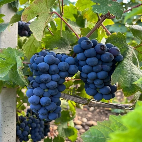 Vita de vie Cabernet Cortis la Ghiveci
