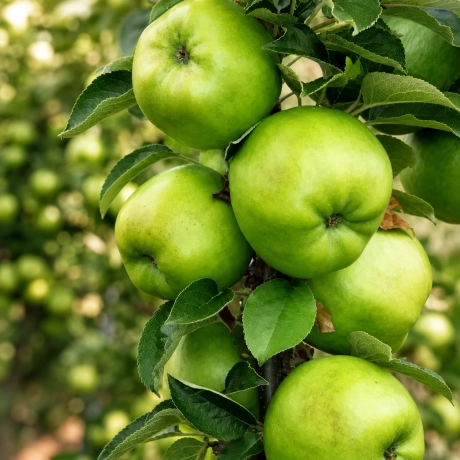 Pom fructifer - Măr Granny Smith - Perioada Coacere Tarziu