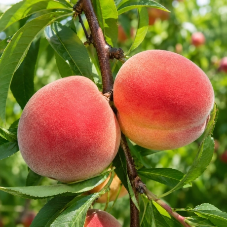 Pom fructifer - Piersic Royal Velvet - Perioada Coacere Medie
