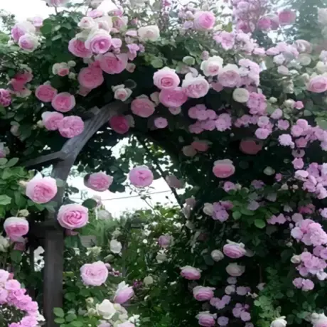 Trandafir urcator Eden Rose – Anul 4 – Radacina Impachetata