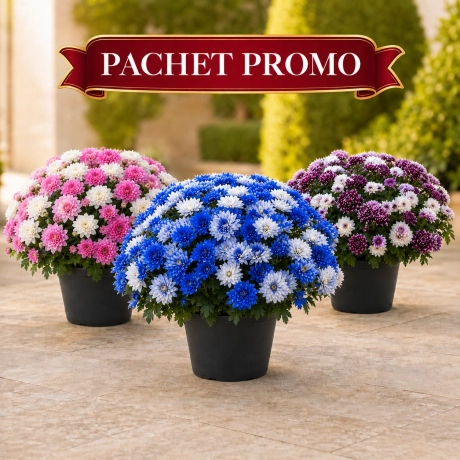 Pachet Crizanteme Mix 3 Culori la Ghiveci
