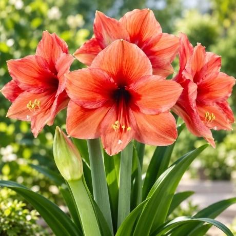 Bulbi de Amaryllis - Hippeastrum Orange Desire