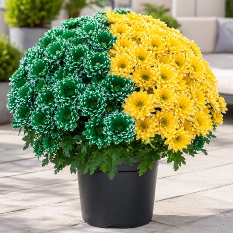Crizanteme Timpuri - Emerald Sun