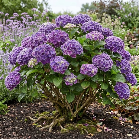 Hortensia Endless Summer la Ghiveci