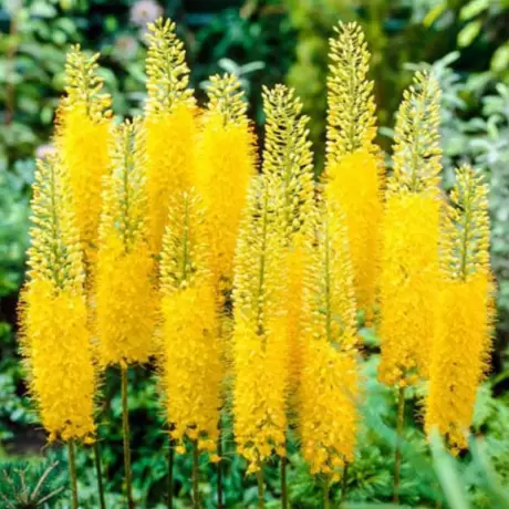 Eremurus Stenophyllus