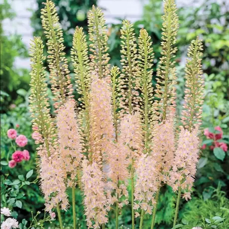 Bulbi de Eremurus Great Pink