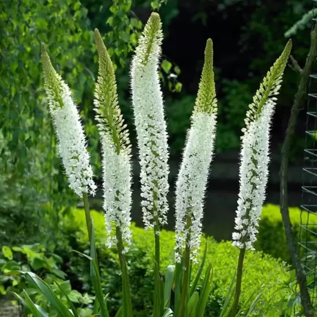 Eremurus Himalayan Foxtail