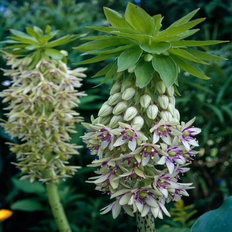 Bulbi de Eucomis Two Colors