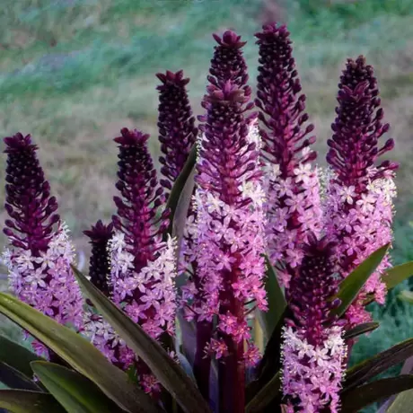 Bulbi de Eucomis African Night
