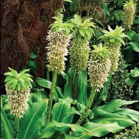 Bulbi de Eucomis Pineapple Lily