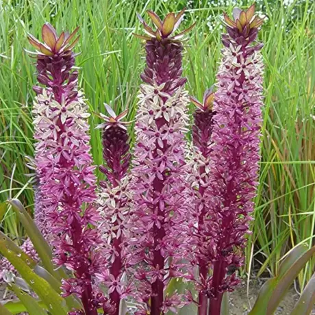 Bulbi de Eucomis Pink